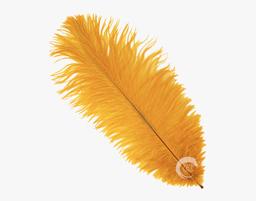 Yellow Feather